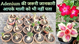 Adenium की पूरी जानकारी Adenium plant care n fertilizer [upl. by Damita599]