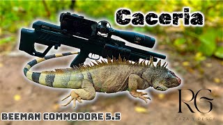 Caceria de IGUANA 🦎 con PCP  Revisamos los ESPIADEROS y Pusimos CAMARA trampa 🦌📹 [upl. by Zebaj]