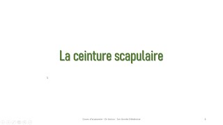 la ceinture scapulaire  la scapula [upl. by Clements]