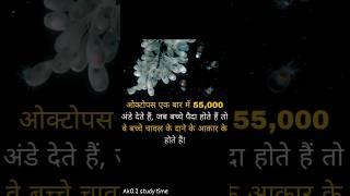 Octopus ek bar mein kitne Ande dete Hain trendingvideo video shortvideos facts [upl. by Hedve782]