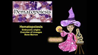 Hematopoiesis Origins Lineages and Bone Marrow CC [upl. by Anazraf]