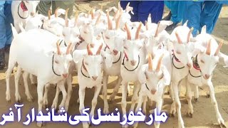 Markhor Nasal ki Bakriya Tyar Bakriya [upl. by Esinet]