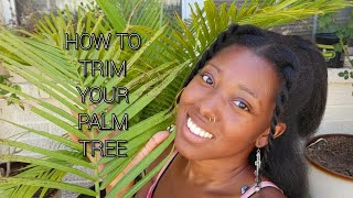 How To Trim Majesty Palm Ravenea Rivularis [upl. by Schlesinger]