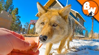 Coyote FINALLY Meets a Coyote [upl. by Paten]