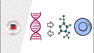 Bir Dakikada Epigenetik Nedir [upl. by Keller]