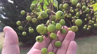 The chinaberry tree medicinal  natural lice remedy [upl. by Anwadal]