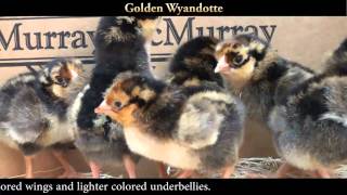 Golden Laced Wyandotte Chicks [upl. by Alhsa]