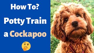 How to Potty Train a Cockapoo Toilet Training a Cockapoo Puppy [upl. by Manoff]