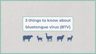 Bluetongue virus  key facts for livestock keepers [upl. by Dlopoel610]