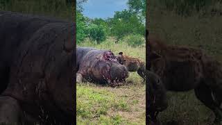 Hyena Eats a Hippos Brains Out [upl. by Barren606]