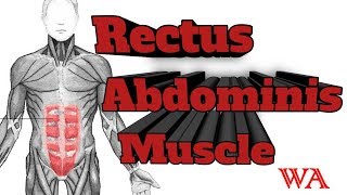 Rectus Abdominis Muscle World of Anatomy [upl. by Allevon]