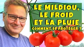 Mildiou de la tomate  doiton le craindre quand il pleut beaucoup comme en ce moment [upl. by Anaud283]