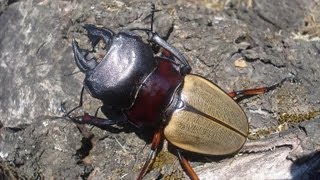 Odontolabis femoralis waterstradti  Stag Beetle  Hirschkäfer [upl. by Wills548]