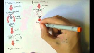 Bone Homeostasis Calcium and Phosphate Hormones [upl. by Eerak]