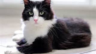 20 things about a tuxedo cat [upl. by Lasorella]