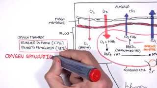 Respiration Gas Exchange [upl. by Adnahcir950]