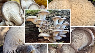 Austernseitling Verwechslung amp Zubereitung  Austernpilz Winterauster  Pleurotus ostreatus [upl. by Korella178]