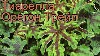 Тиарелла сердцелистная Орегон Трейл tiarella 🌿 обзор как сажать рассада тиареллы Орегон Трейл [upl. by Halonna]