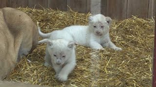 Naissances de 4 bébés lions blancs au Zoo dAmnéville [upl. by Gerrard]