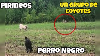 Gran Pirineo y su amigo se encuentran con un Grupo de Coyotes [upl. by Iridissa]