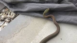 Yellow Faced Whip Snake at the Front Door [upl. by Lita]