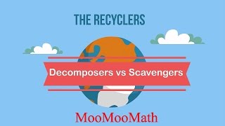 Decomposers vs Scavengers [upl. by Oj]