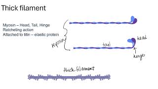 Actin and Myosin 24 [upl. by Adiahs]