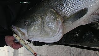 Striped Bass Fishing with Plugs  Gibbs Pencil Poppers [upl. by Vlada]