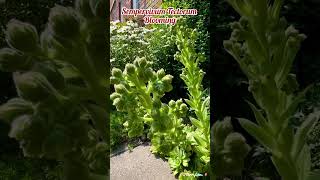 Sempervivum Tectorum Blooming in my Garden Toronto [upl. by Anerual]