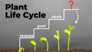 From Seed to Bloom Understanding the Plant Life Cycle [upl. by Dranyar743]