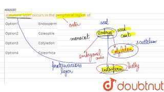Aleurone layer occurs in the peripheral region of [upl. by Floria]