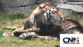 Siberian Tiger Cleaning Itself in the Sun  1080P HD [upl. by Ellenahs]