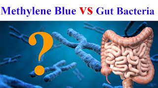 Discover How Methylene Blue Impacts Your Microbiome [upl. by Monte]