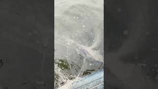 fishing fiish beachfishing fish fihing carpfishing fiahing videogama carp filefish [upl. by Alyel140]