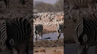 Zebra in Etosha National Park Namibia [upl. by Endaira]