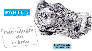 OSTEOLOGIA DO CRÂNIO  parte 5 anatomia veterinária [upl. by Ahsem462]