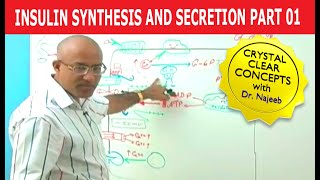 Insulin Synthesis and Secretion  Part 14💉 [upl. by Notlok307]