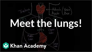 Meet the lungs  Respiratory system physiology  NCLEXRN  Khan Academy [upl. by Arabelle385]