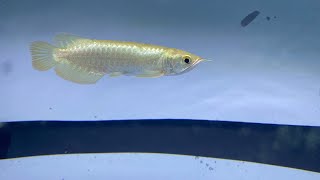 Arowana MGBB baby sun tanning  tanning matahari  tips amp tricks [upl. by Nivets]