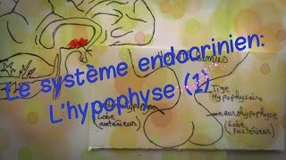 système endocrinien lhypophyse 1 [upl. by Nodanrb]