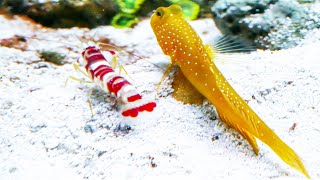 Yellow Watchman Goby and Candy Stripe Pistol Shrimp Pair [upl. by Lanti]