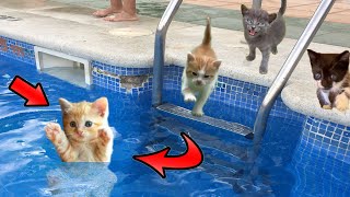 ¿Lindo gatito bebe se hunde en el agua de la piscina Videos de gatitos graciosos en español [upl. by Atived]