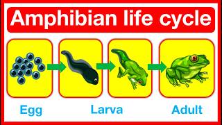 Amphibian Life Cycle 🤔  Frog amp Salamander life cycle  Metamorphosis or paedomorphosis [upl. by Asillam]