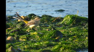 Ballerina gialla Motacilla cinerea [upl. by Neelyam]