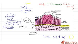 Explain the role of lenticels  11  ANATOMY OF FLOWERING PLANTS  BIOLOGY  PRADEEP  Doubtnut [upl. by Sielen340]