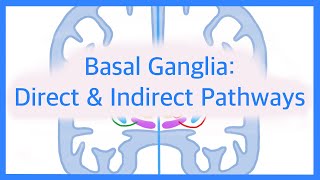 Basal Ganglia The Direct and Indirect Pathways [upl. by Angadresma]