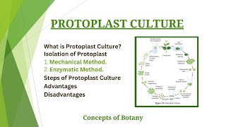 Protoplast Culture Isolation and Culture Method HindiUrdu Plant Tissue Culture Botany [upl. by Rekoob]