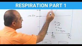 Respiration  Pharynx Larynx Trachea Bronchi Alveoli Part 1 [upl. by Jodie]