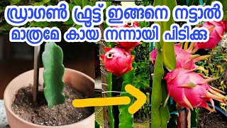 ഡ്രാഗൺ ഫ്രൂട്ട് എങ്ങനെ നടാംdragon fruit cultivation in malayalamdragon fruit engane nadam [upl. by Younger884]