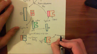 Introduction to p53 and the Response to DNA Damage Part 6 [upl. by Marketa857]